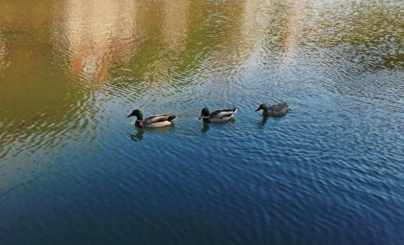 Apartman Cherry Gradac Valjevo Dış mekan fotoğraf